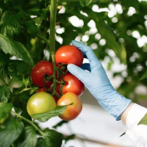 Food scientist showing tomatoes in a greenhouse